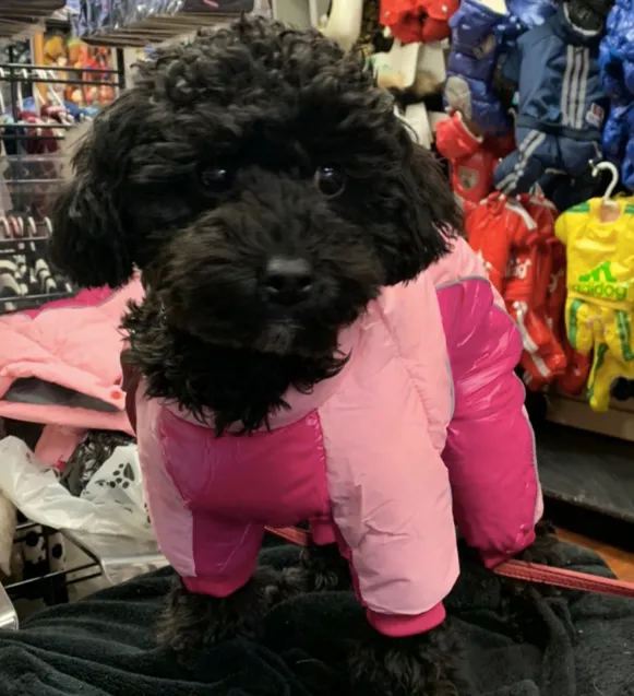 Alpine Ski Full Coverage Snowsuit