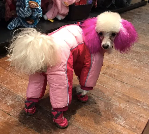 Alpine Ski Full Coverage Snowsuit