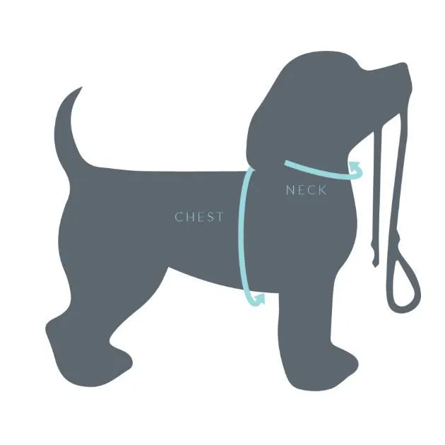 Pupstyle Blessed City Dog Collar Large***